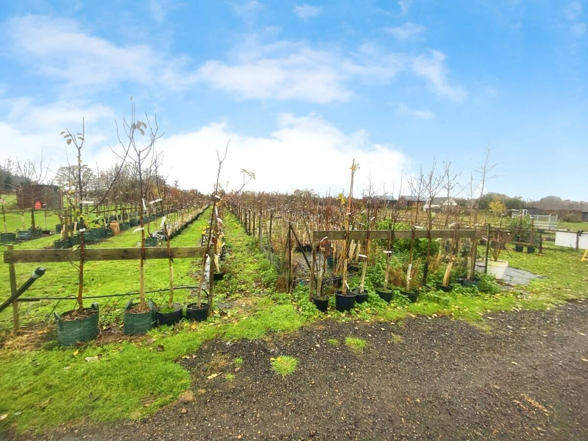 Tree Nursery Business for Sale in Sudbury, Suffolk with Online Sales Opportunity Photo 3