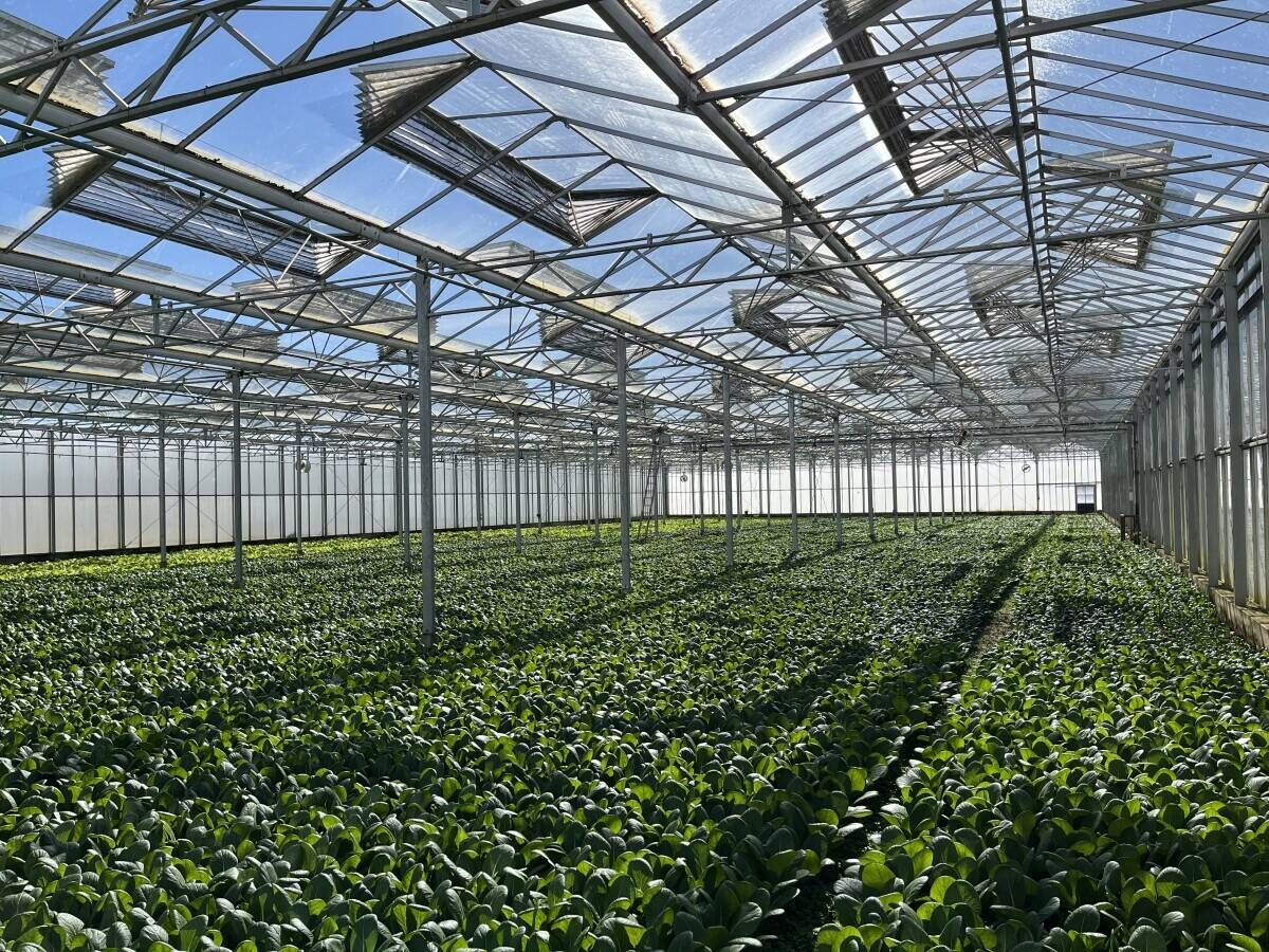 Freehold Horticultural Nursery and Distribution Facility in Wisbech Cambridgeshire Photo 5