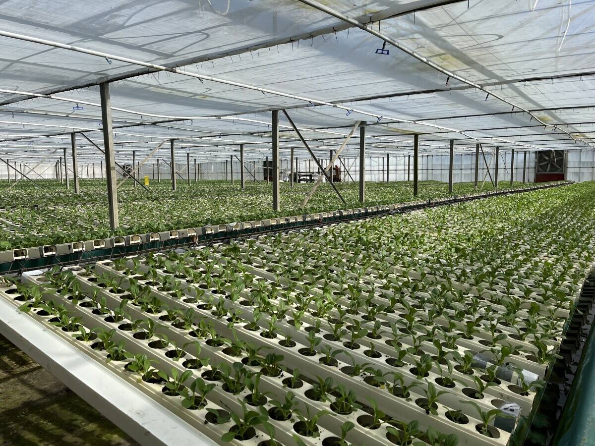 Freehold Horticultural Nursery and Distribution Facility in Wisbech Cambridgeshire Photo 6