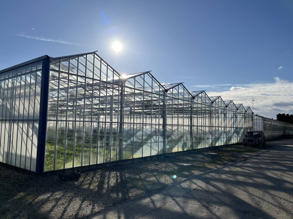 Freehold Horticultural Nursery and Distribution Facility in Wisbech Cambridgeshire Photo 8