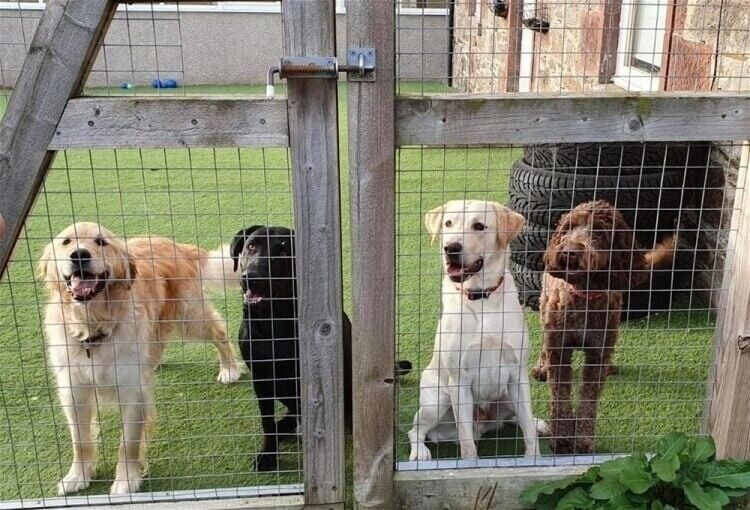 Rural Aberdeenshire Luxury Canine Hotel with Private Stone-Built Residence for Sale Photo 8
