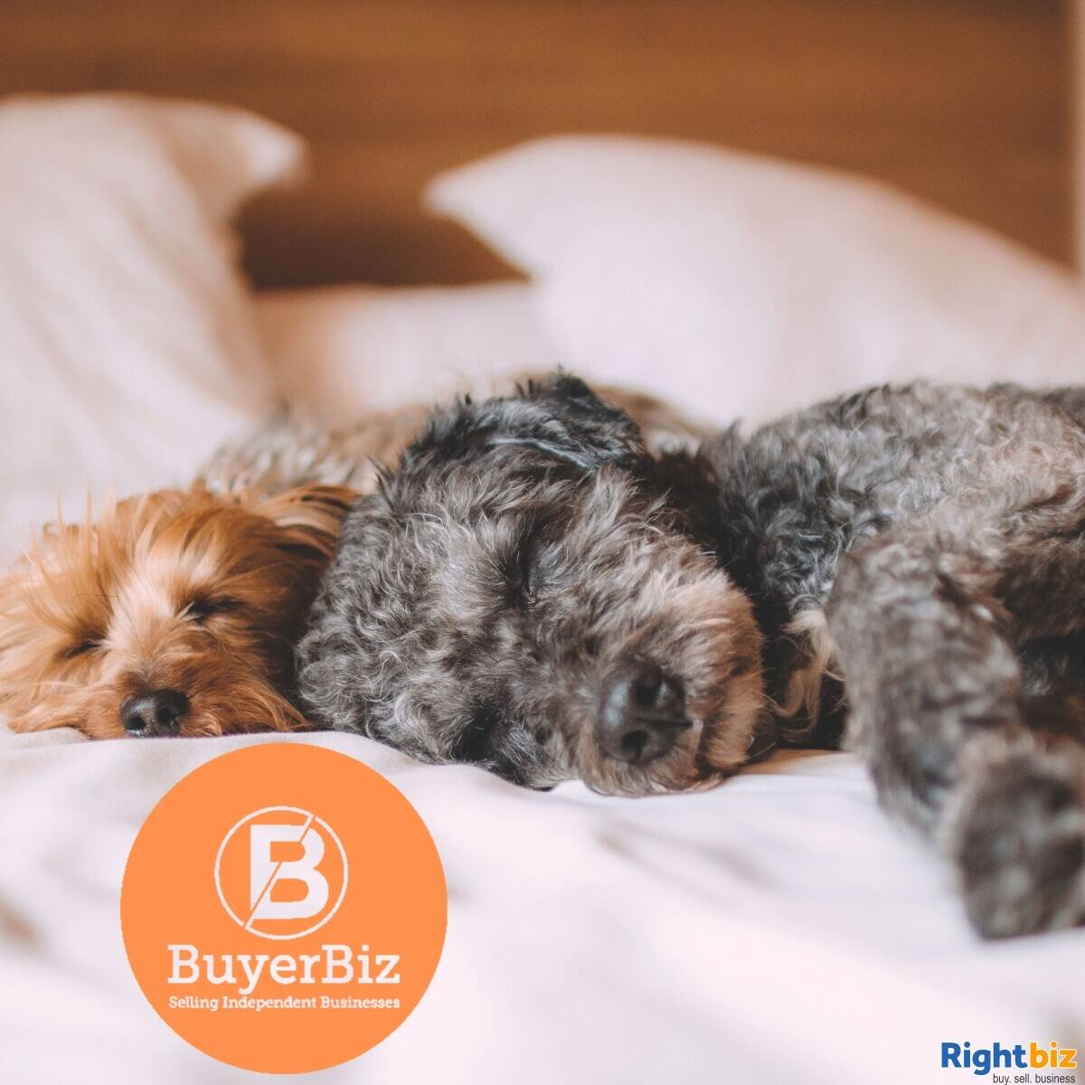 Highly Successful Pet Grooming Business For Sale In Suffolk Highly Successful Pet Grooming Business For Sale In Suffolk