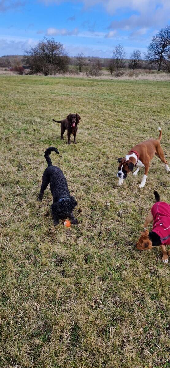 Thriving dog walking business for sale Photo 1