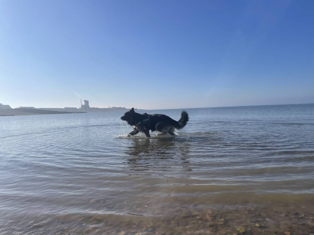 Dog Walking business for sale in Whitstable, Kent Photo 1