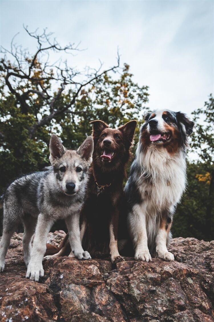 DOG WALKING AND ANIMAL BOARDING PROVIDER DOG WALKING AND ANIMAL BOARDING PROVIDER