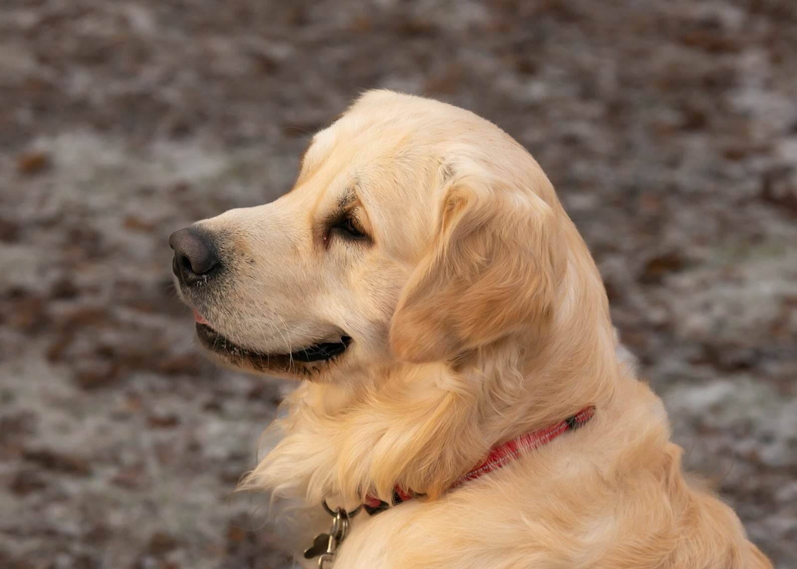 Established Dog Training Academy for Sale, Southern Hampshire