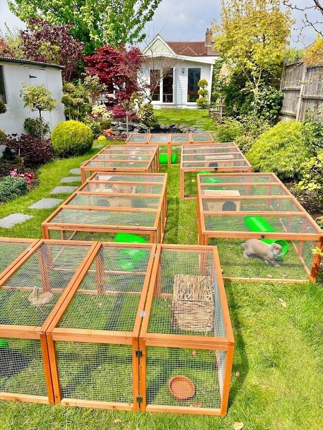 Our beautiful boutique pet hotel, based in Erith, Kent, is for sale! Photo 1