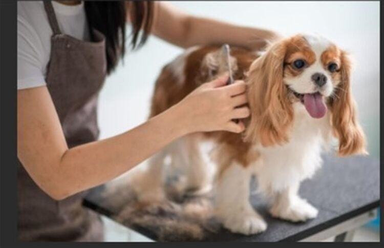 LONG ESTABLISHED DOG GROOMING CENTRE IN STAFFORDSHIRE LONG ESTABLISHED DOG GROOMING CENTRE IN STAFFORDSHIRE