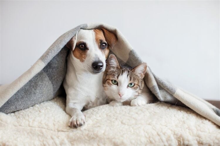 A MULTI-AWARD-WINNING PET CARE AND WELL-BEING SPECIALIST