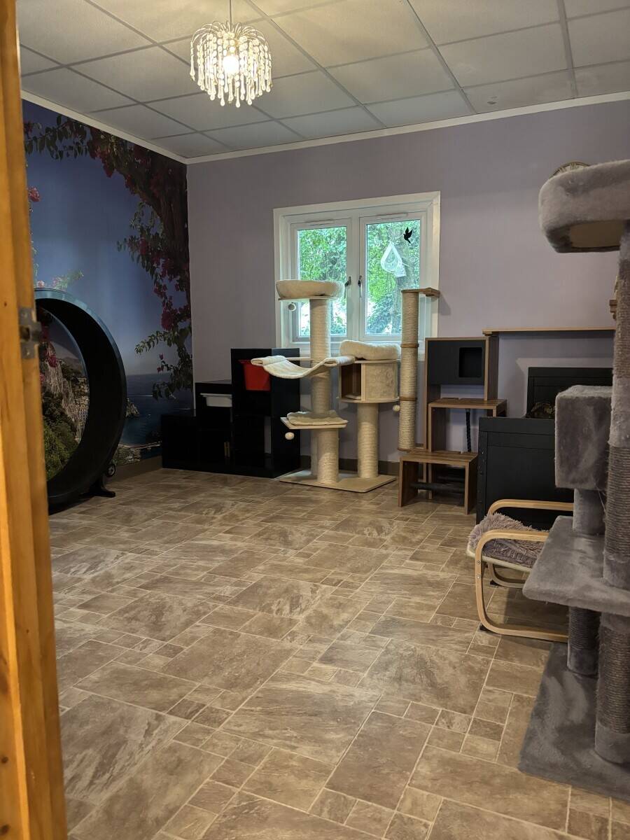 Luxury Cat Hotel