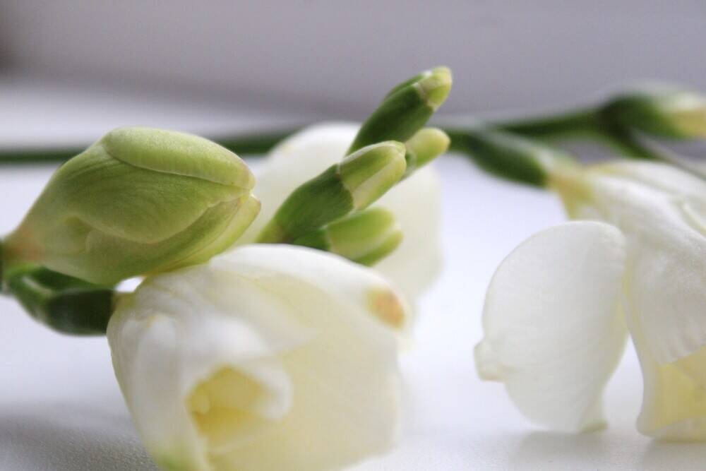 LUXURY WEDDING & EVENT FLORAL DESIGN BUSINESS LUXURY WEDDING & EVENT FLORAL DESIGN BUSINESS