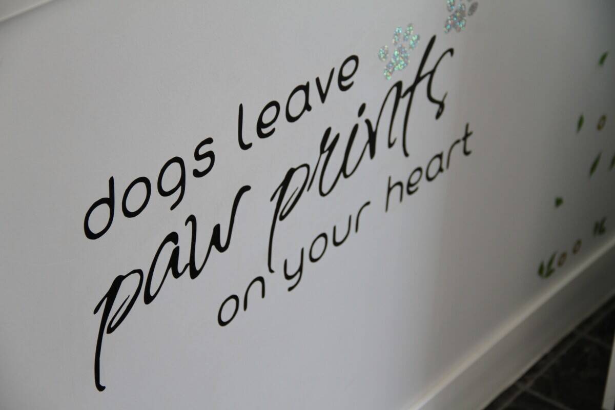 Established Profitable Dog Daycare in Lancashire With Growth Potential