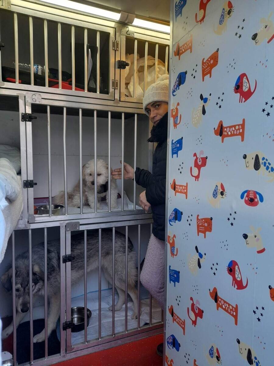 International Pet (Dogs and Cats) Transport Van - with all Licenses