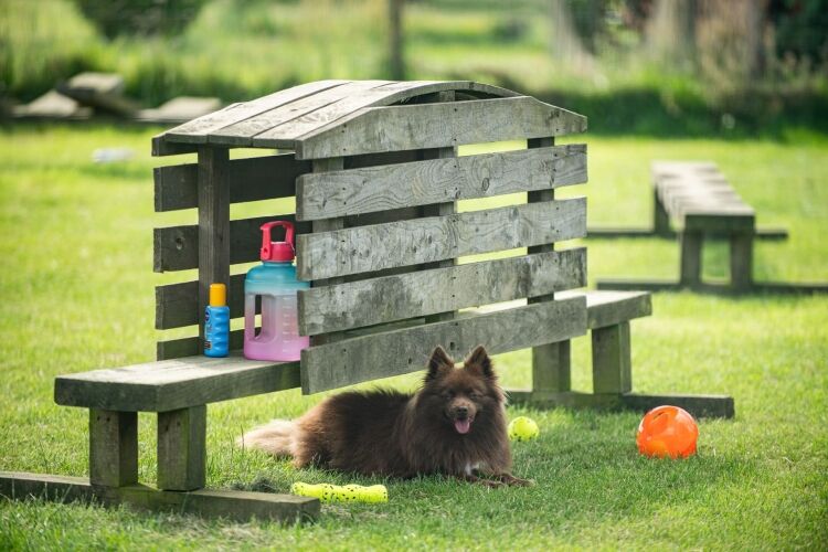 Hilltop Doggy Daycare
