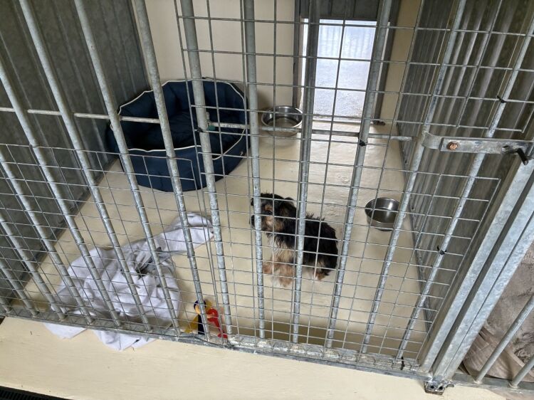Highly Rated Boarding Kennels and Cattery with detatched 5 Bedroom House