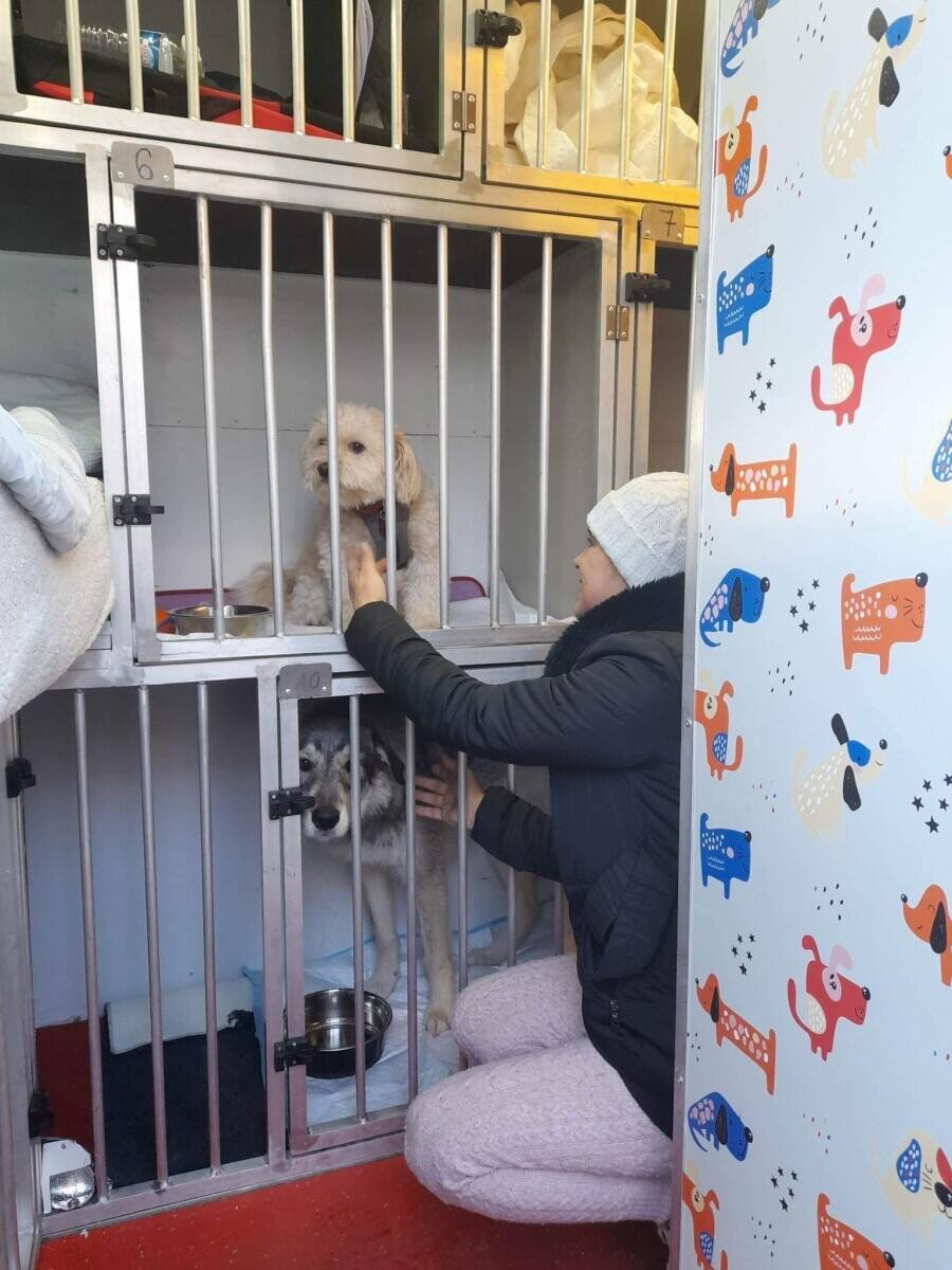 International Pet (Dogs and Cats) Transport Van - with all Licenses Photo 11