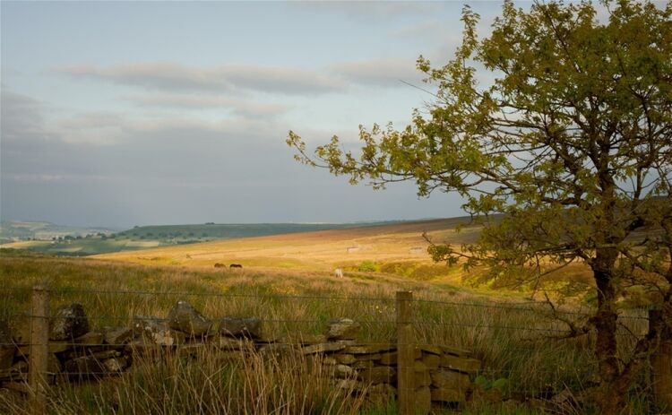 ECO-GLAMPING BUSINESS, RESIDENTIAL PROPERTY AND ORGANIC SMALLHOLDING