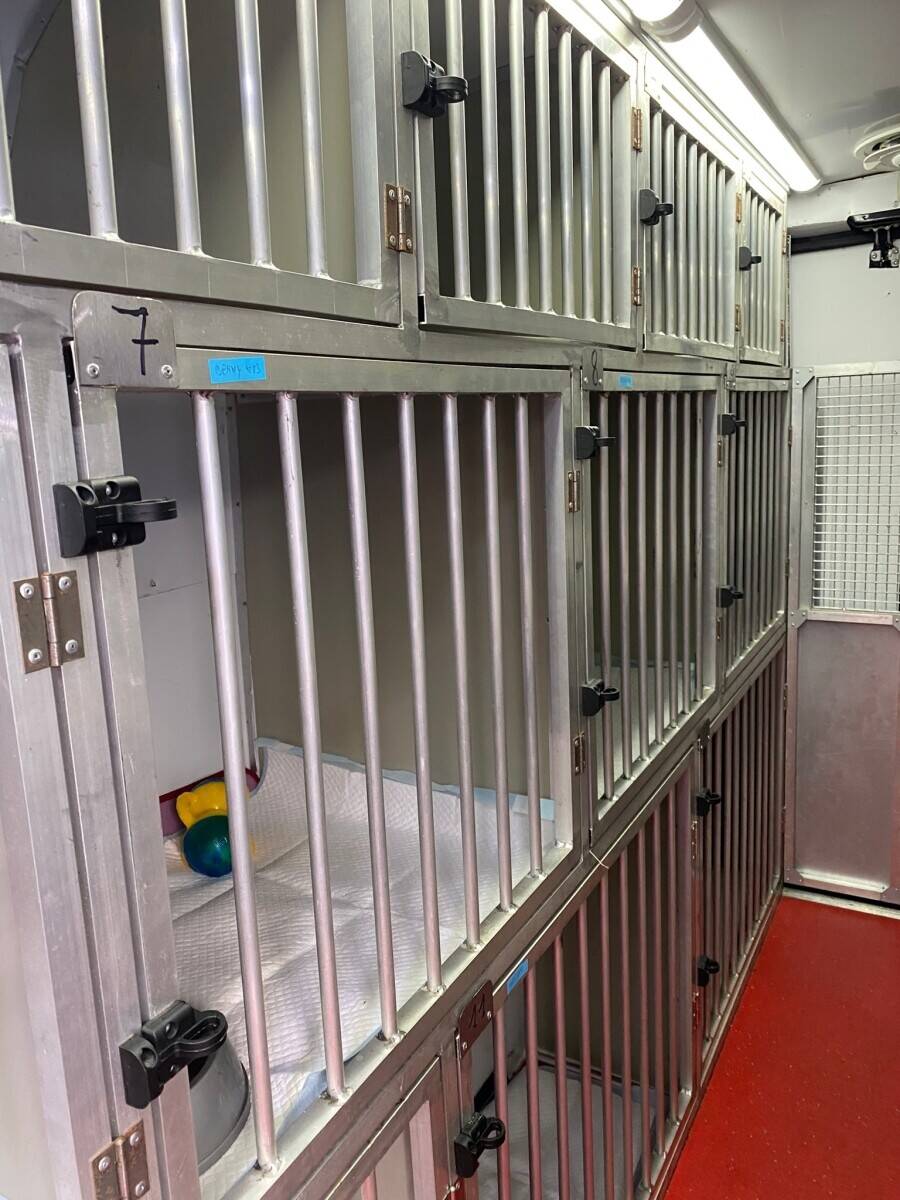 International Pet (Dogs and Cats) Transport Van - with all Licenses Photo 12