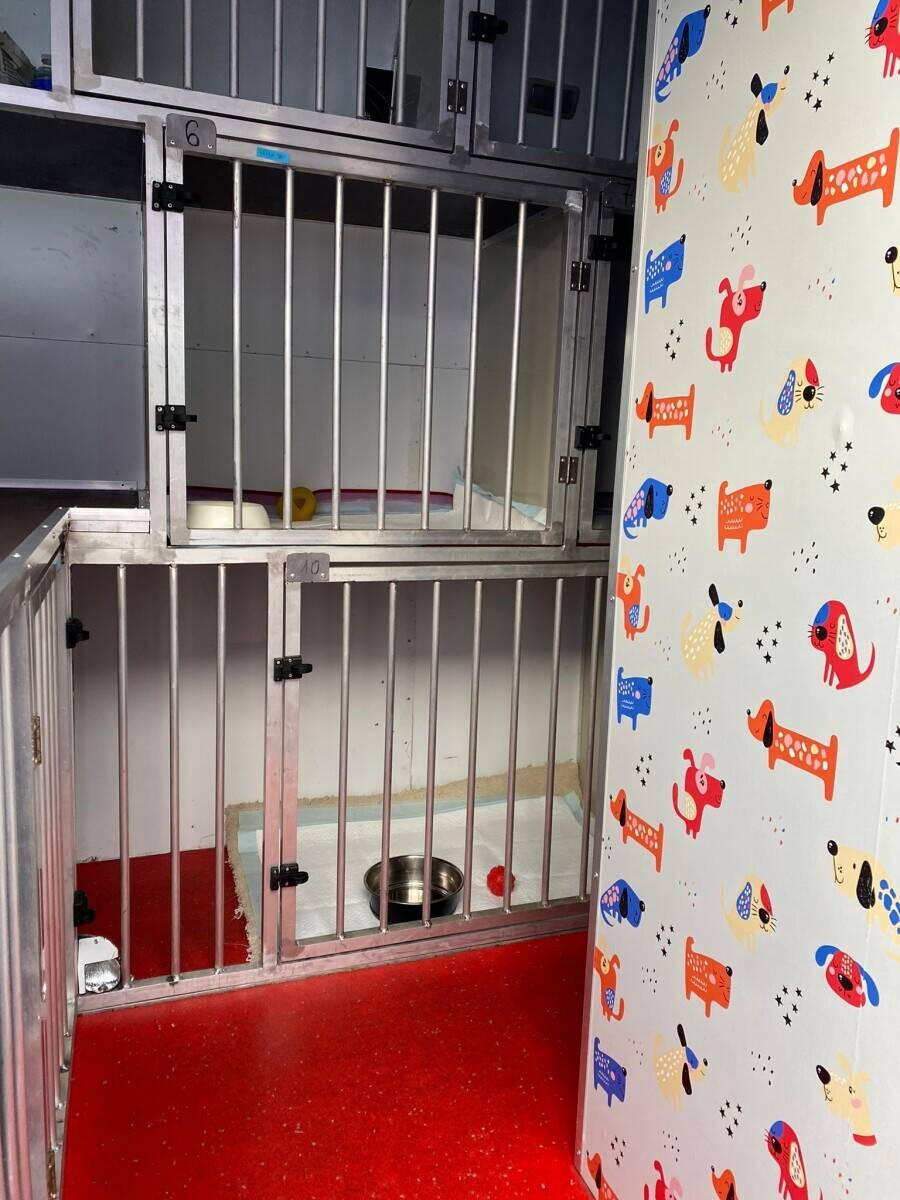 International Pet (Dogs and Cats) Transport Van - with all Licenses