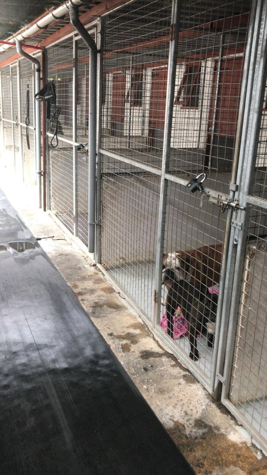 Kennels and cattery in Leicestershire with Accommodation
