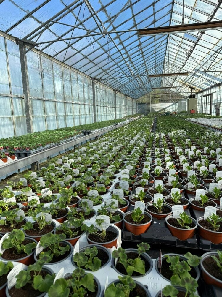 Family-run nursery and plant centre for sale in Mauchline East Ayrshire Photo 14