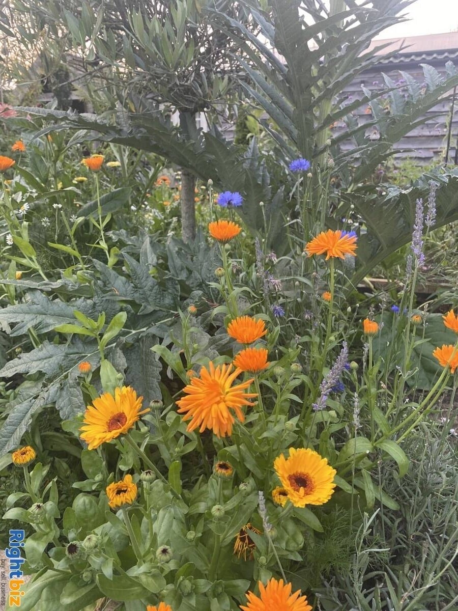 Garden nursery/Florist retail shop for sale