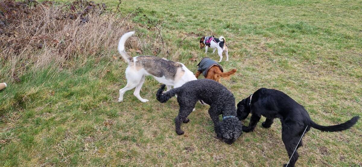 Thriving dog walking business for sale