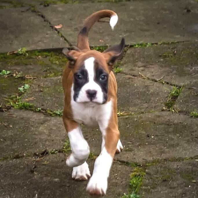 Established Dog Training Academy for Sale, Southern Hampshire