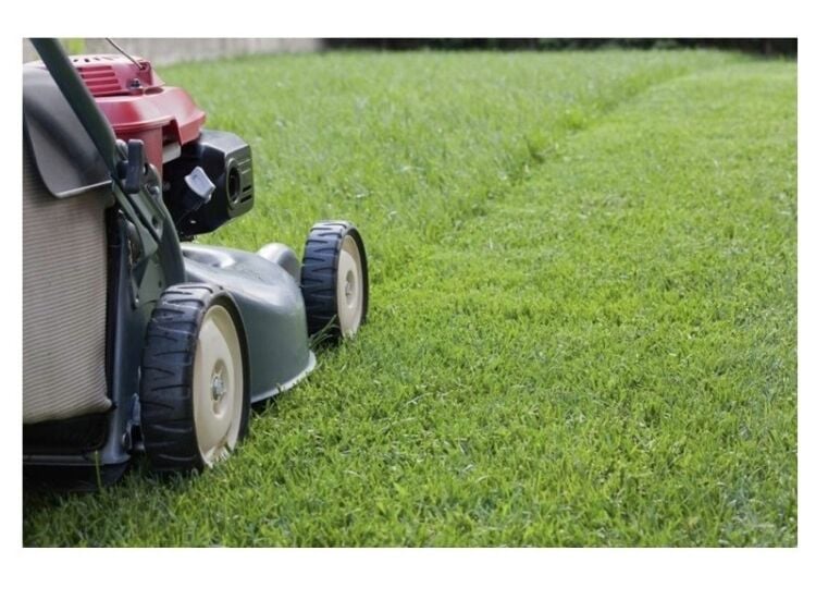 Newly established Garden Maintenance & Landscaping for sale