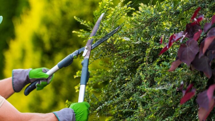 Profitable Gardening & Landscaping Business Based in Bristol Photo 2