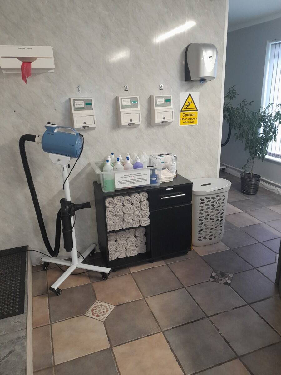 Doggie Wash and Grooming in Dorchester
