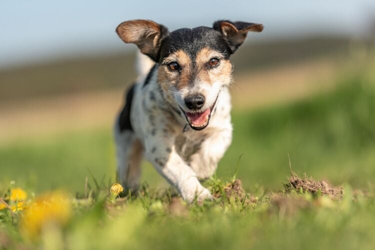 Long-Established Fully Managed Pet Services Business, Buckinghamshire Photo 2