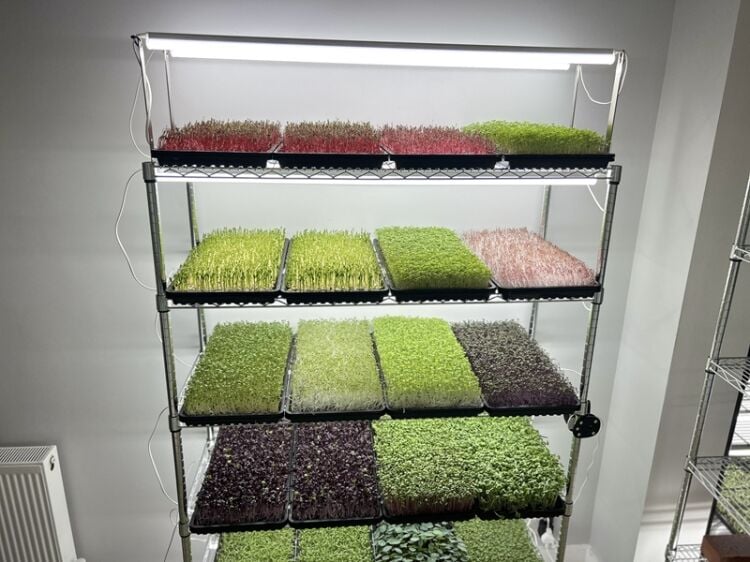 Home-Grown Opportunity – Profitable Indoor Microgreens Farm Photo 2