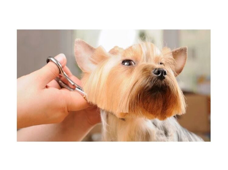 Refined & Ready – Established Dog Grooming Studio Photo 2