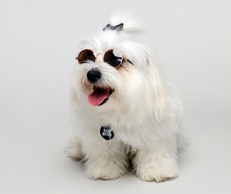 Premium Pet Accessories Brand