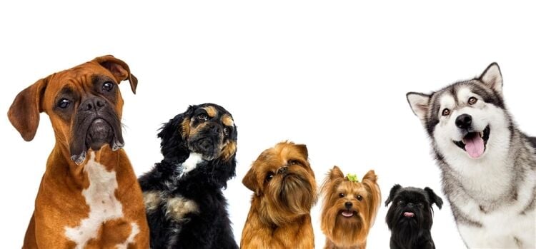 DOG WALKING BUSINESS Photo 2