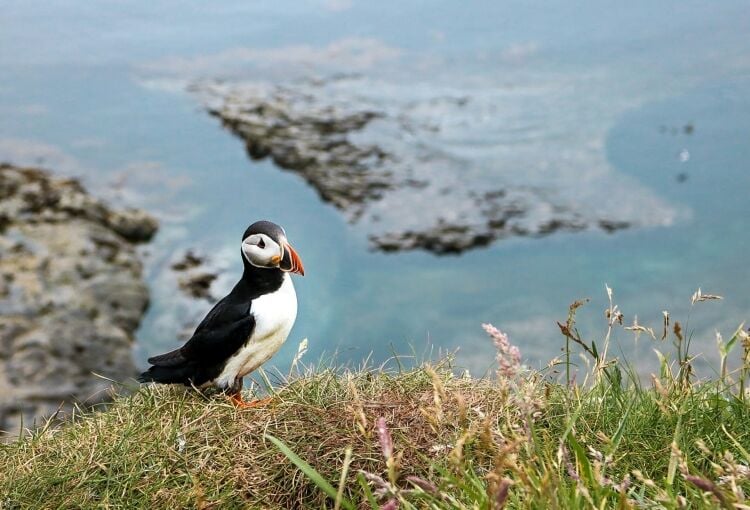 Long-Established Marine Tourism Business – Scottish Highlands Photo 2