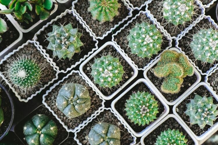 NICHE RETAIL & WHOLESALE PLANT BUSINESS