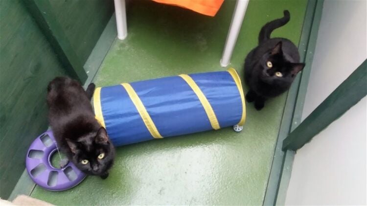 BOARDING CATTERY LICENSED FOR UP TO 81 CATS