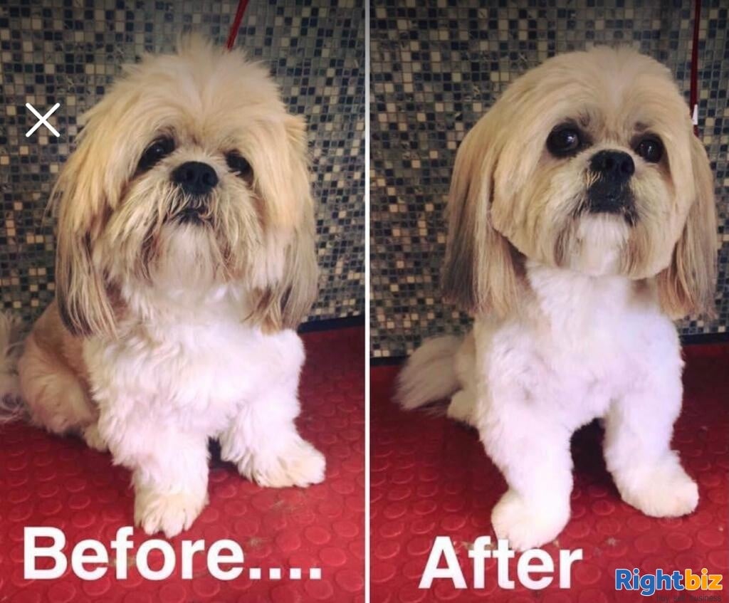 Mobile Dog Grooming Business for sale in Rotherham Photo 3