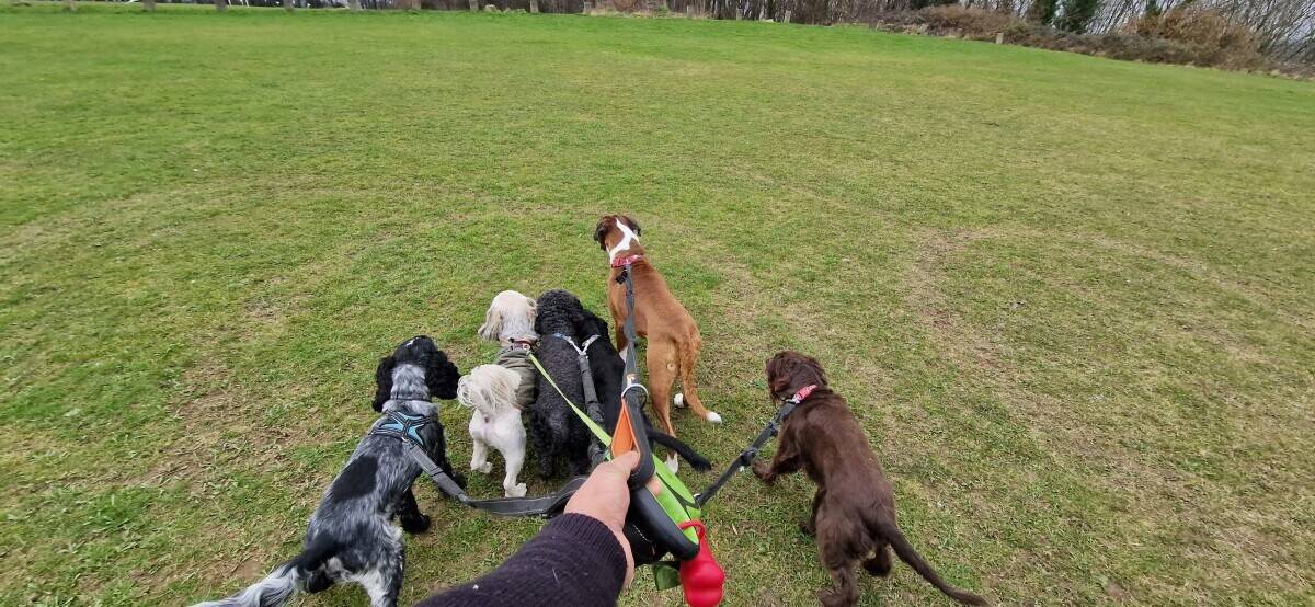 Thriving dog walking business for sale Photo 3
