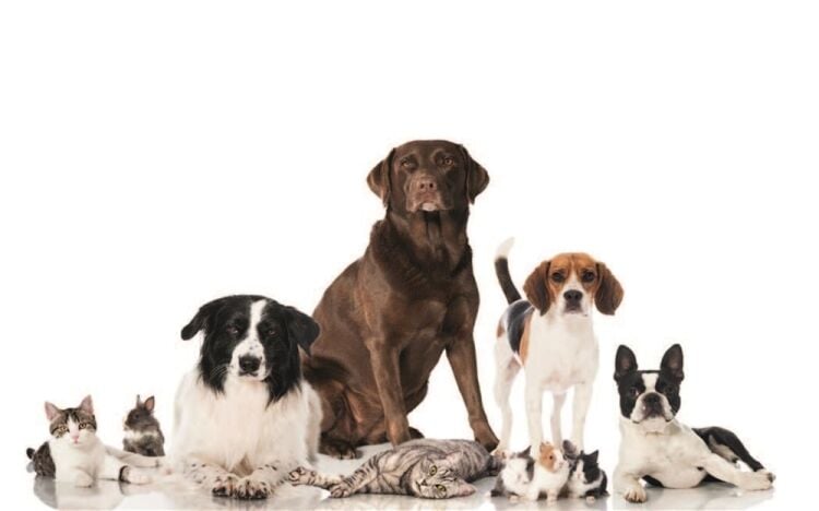 SUPPLIER OF VARIOUS PET GOODS Photo 3