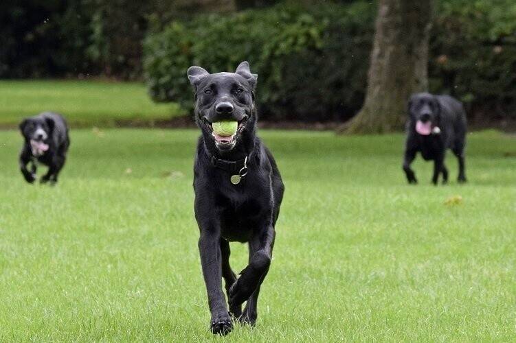 Pet Services Franchise For Sale in Sheffield Photo 3