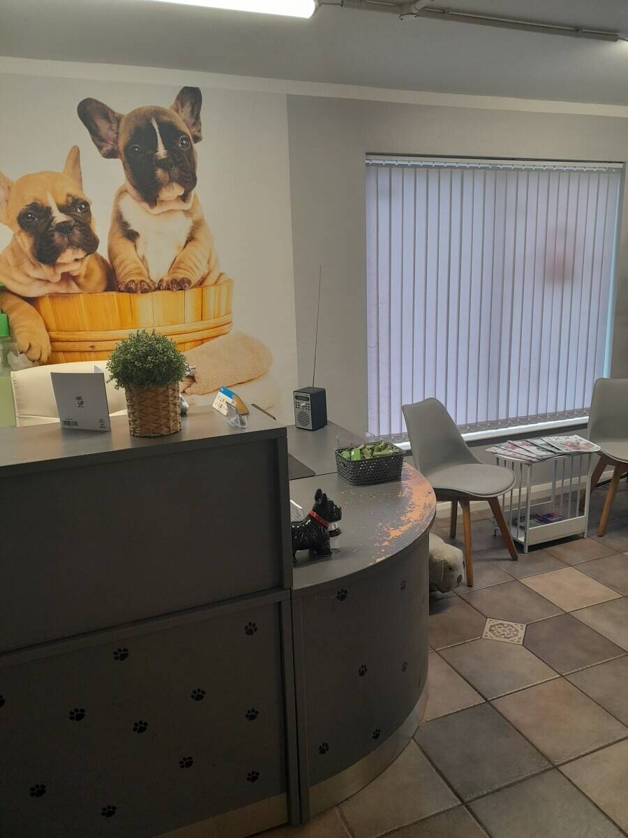 Doggie Wash and Grooming in Dorchester