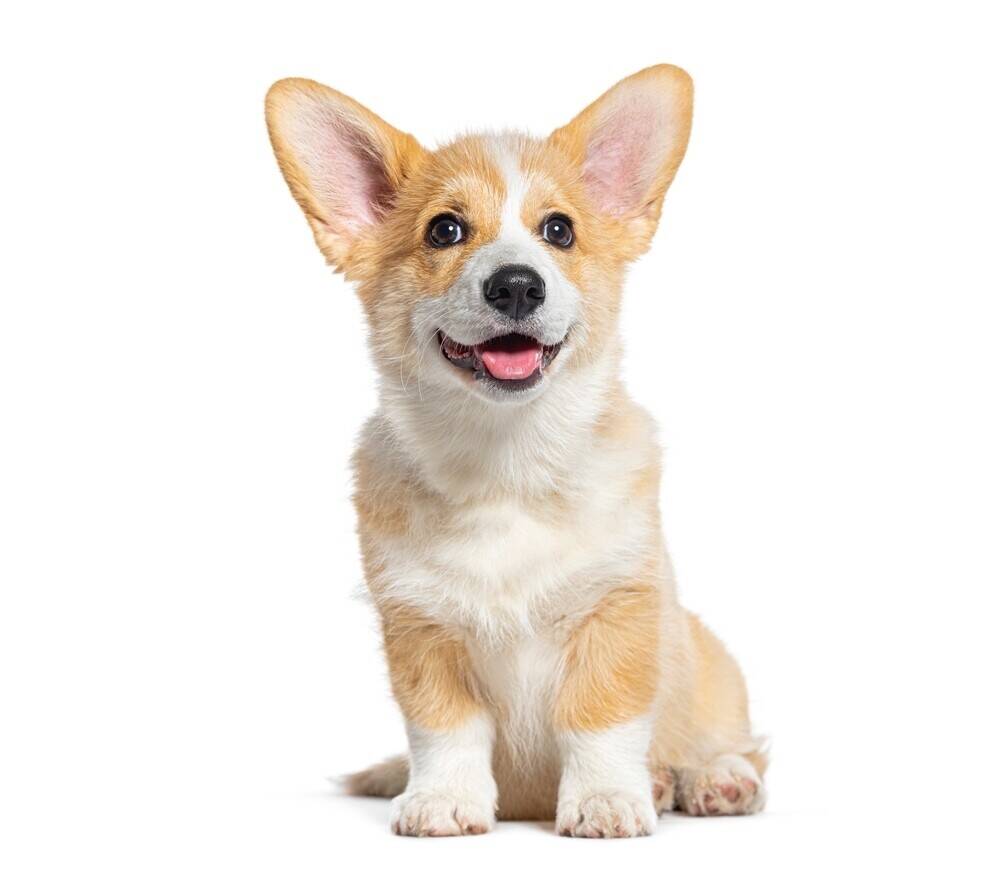 Stylish & Scalable Online Pet Lifestyle Brand Photo 2