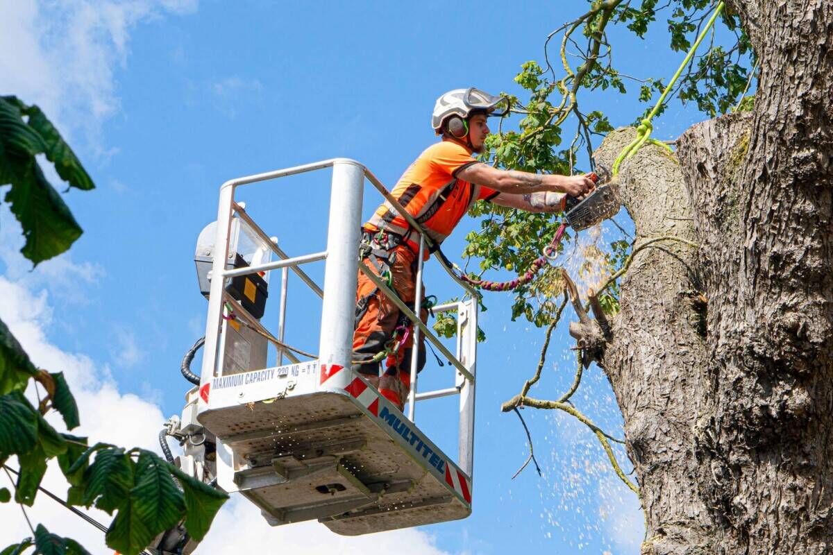 High-Performing Arboriculture/Tree Service Business – Strong Earnings & Expansion Potential”