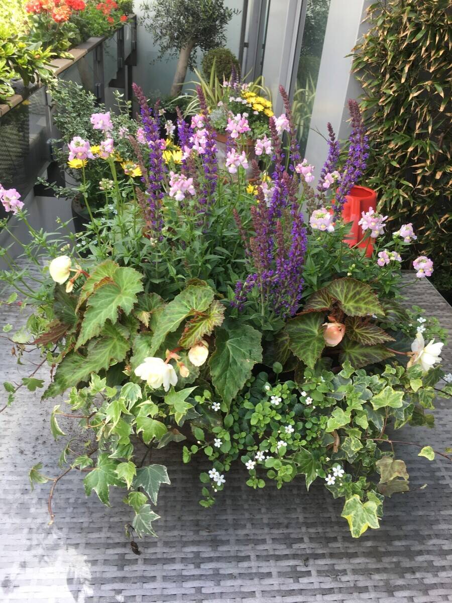Premium Gardening business based in Hampstead London Photo 3