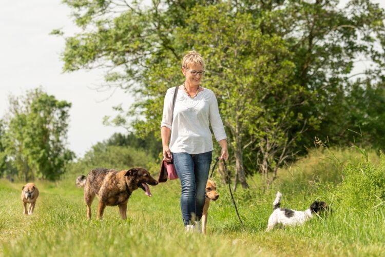 Long-Established Fully Managed Pet Services Business, Buckinghamshire