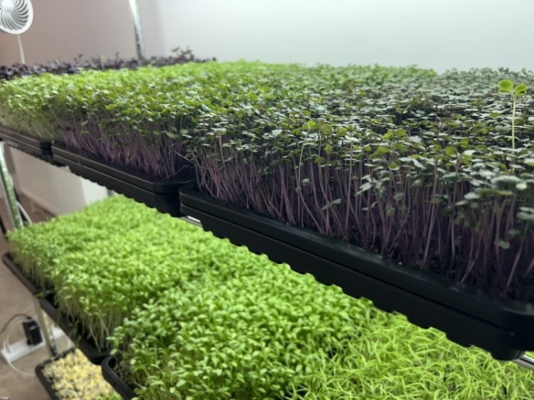Home-Grown Opportunity – Profitable Indoor Microgreens Farm