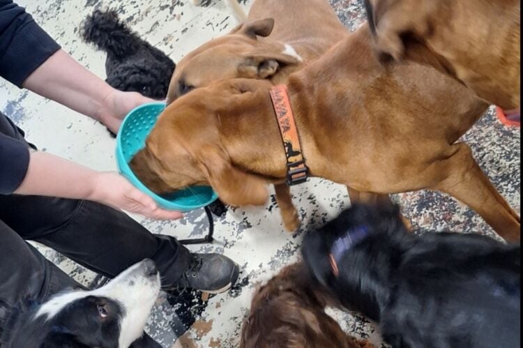 Established Doggy Day Care - Leigh
